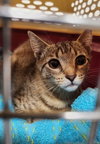 Yardley(female tabby) Scrappy(adopted male black) - Photo 5