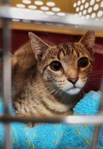 Photo 5 of Yardley(female tabby) Scrappy(adopted male black)