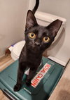 Yardley(female tabby) Scrappy(adopted male black) - Photo 6