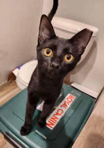 Yardley(female tabby) Scrappy(adopted male black)