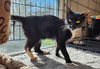 adoptable Cat in hampstead, NC named Tux