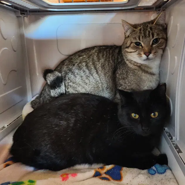 Cocoa Female-Black And Rocky Tabby-Male - Domestic Short Hair
