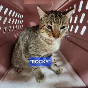 Cocoa Female-Black And Rocky Tabby-Male image 4