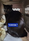 Cocoa (female-black) and Rocky (tabby-male)) - Photo 6