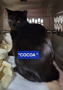 Cocoa (female-black) and Rocky (tabby-male))