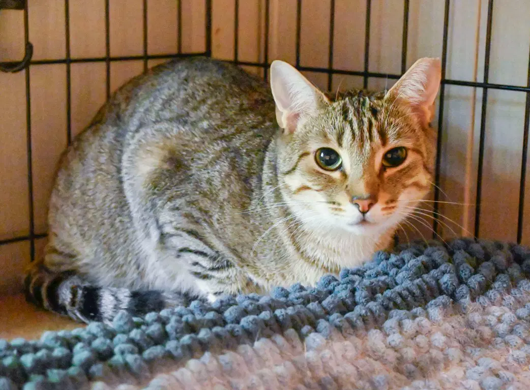 Cocoa Female-Black And Rocky Tabby-Male image 2