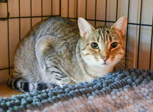 COCOA (FEMALE-BLACK) AND ROCKY (TABBY-MALE)) - Domestic Short Hair available for adoption