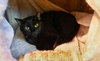Cocoa (female-black) and Rocky (tabby-male)) - Photo 5