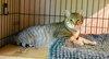 Cocoa (female-black) and Rocky (tabby-male)) - Photo 3
