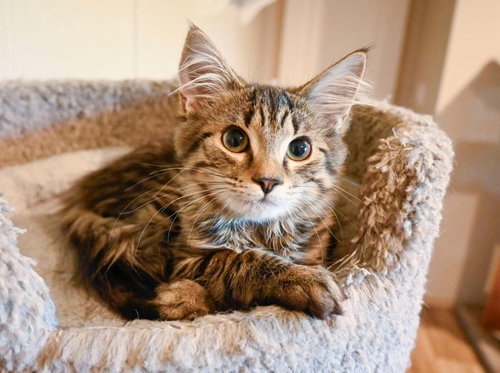 picture of the cat needing adoption