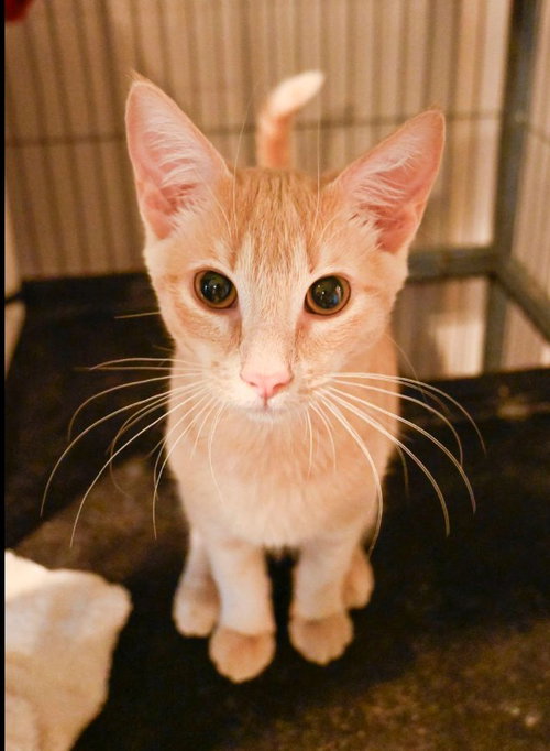 picture of the cat needing adoption
