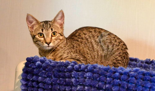 picture of the cat needing adoption