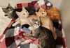 adoptable Cat in  named Foster or Adopt a New Kitten - FORREST