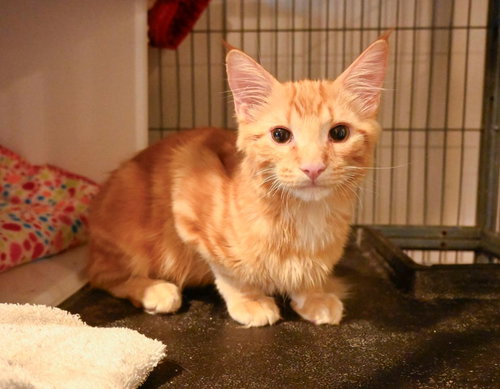 picture of the cat needing adoption