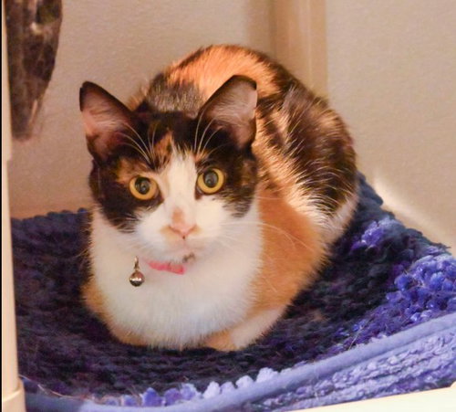 picture of the cat needing adoption