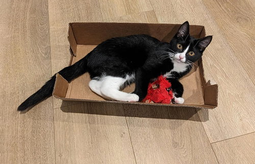 picture of the cat needing adoption