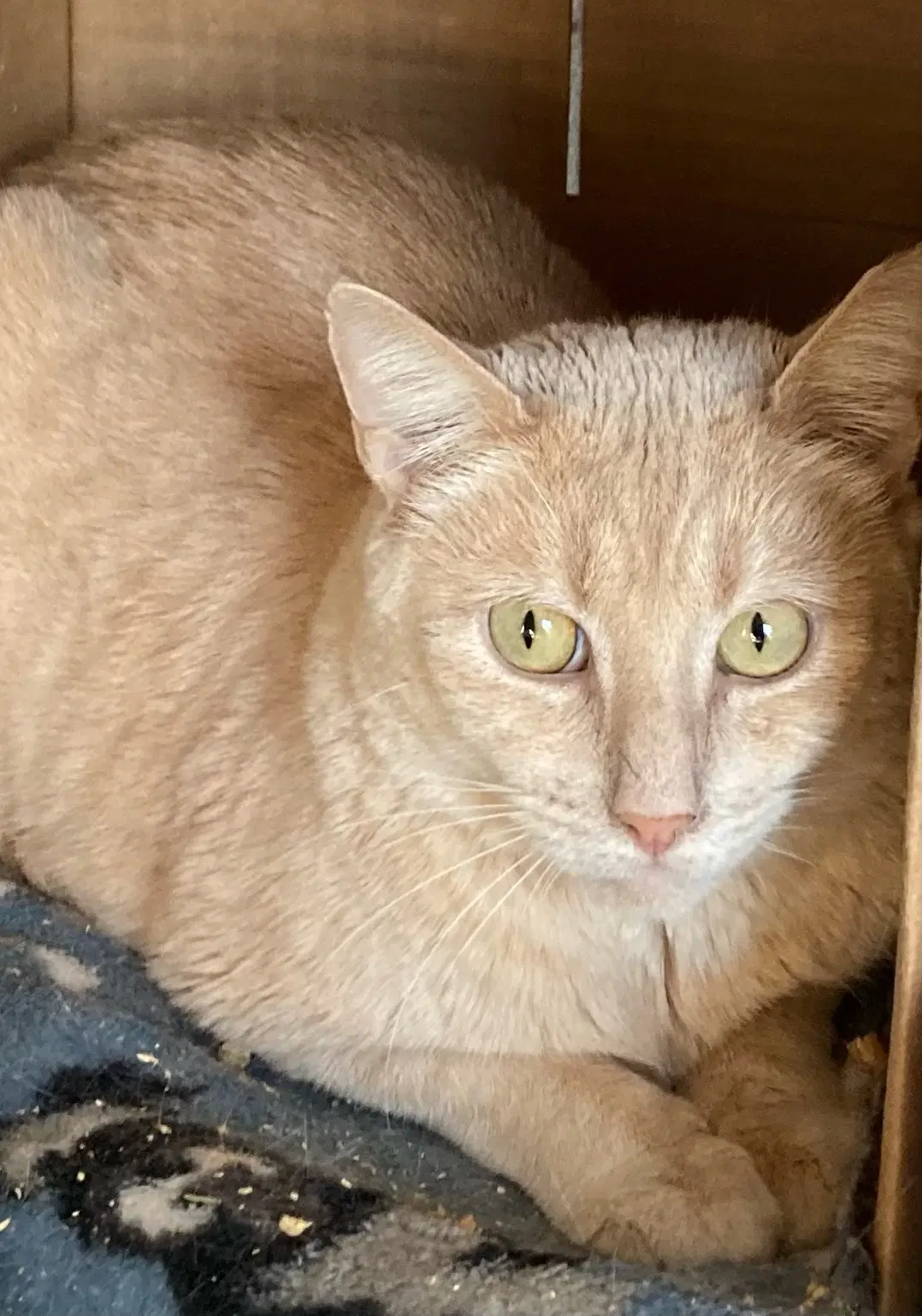 Salmon - Domestic Short Hair