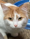 Guppy - Photo 2