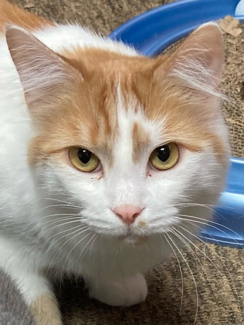 GUPPY - Domestic Medium Hair available for adoption