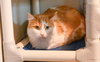 Guppy - Photo 1