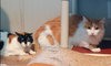Guppy - Photo 4