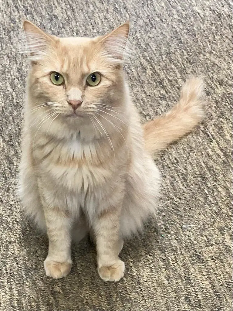 Orange Roughy - Domestic Medium Hair