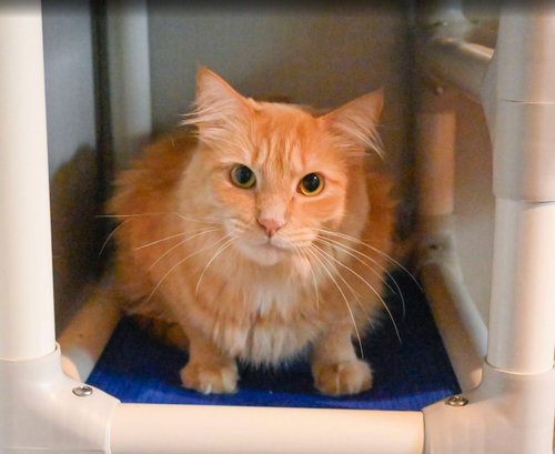 picture of the cat needing adoption