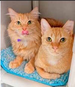 Orange Roughy, Domestic Medium Hair