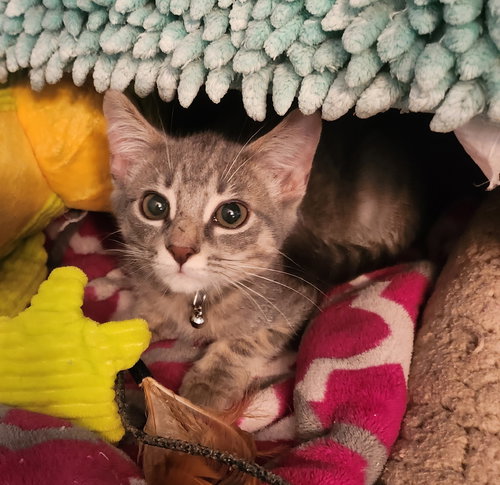 picture of the cat needing adoption