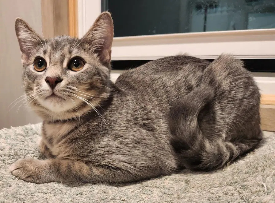 Davis - Domestic Short Hair
