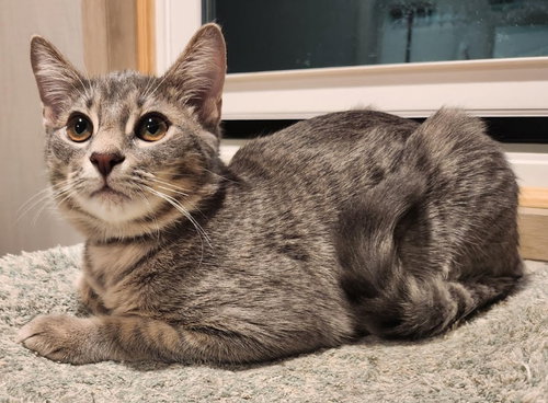 picture of the cat needing adoption
