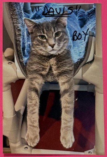 DAVIS - Domestic Short Hair available for adoption