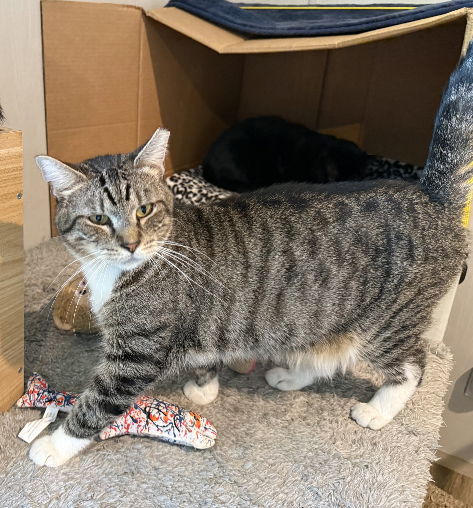 Davis (on right) & Stripes (on left), photo 4
