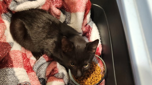 picture of the cat needing adoption