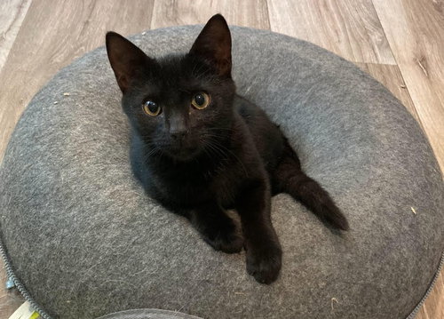 picture of the cat needing adoption