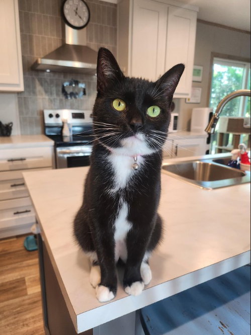 picture of the cat needing adoption