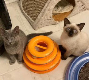 picture of the cat needing adoption