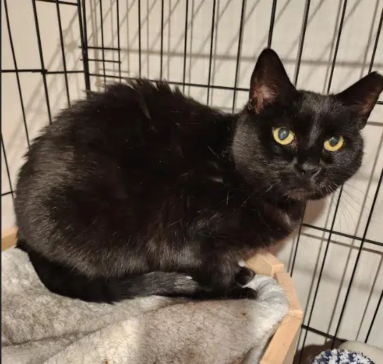 Runny - Domestic Short Hair