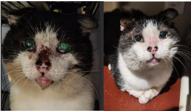 Marty - Domestic Short Hair