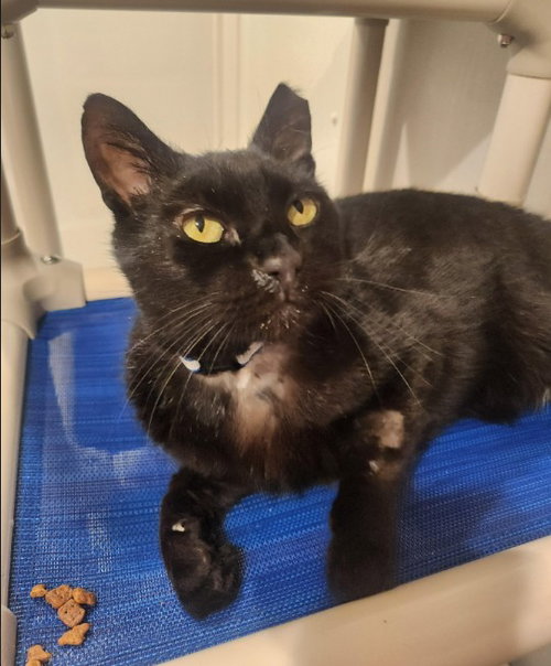 Flounder, an adoptable Domestic Short Hair in Hampstead, NC
