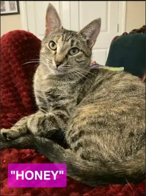 Honey - Domestic Short Hair
