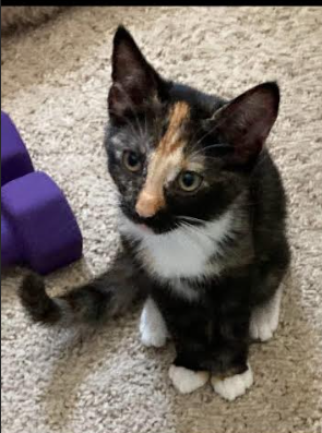 Cinnemon, Domestic Short Hair
