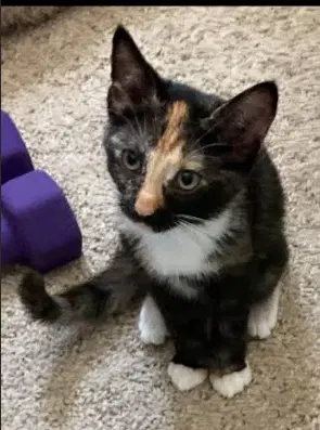 Cinnemon - Domestic Short Hair