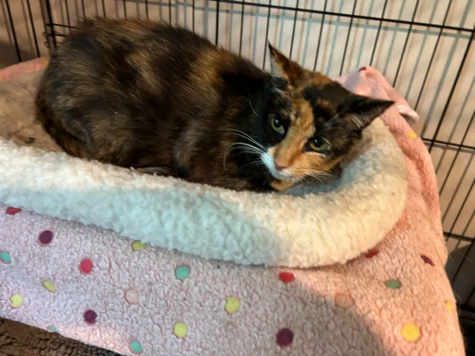 Thomasina image 2