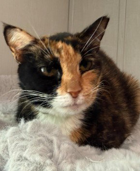 Thomasina, a cat for adoption from Feline Urgent Rescue and Rehab