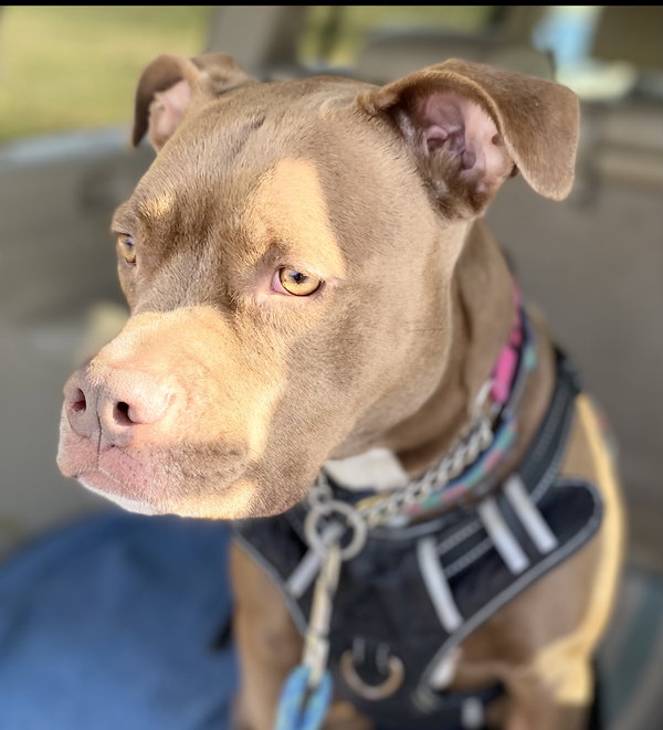 Cass