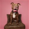 adoptable Dog in  named Cass