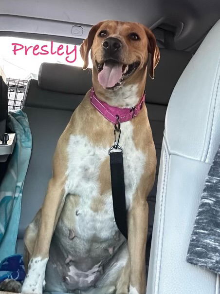 adoptable Dog in Sykesville, MD named Presley