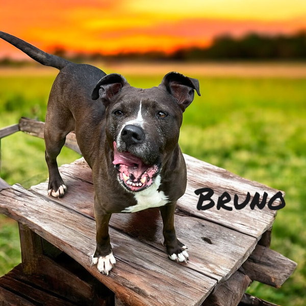 Bruno II