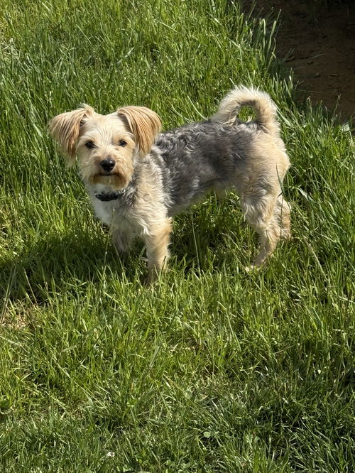 picture of the dog needing adoption